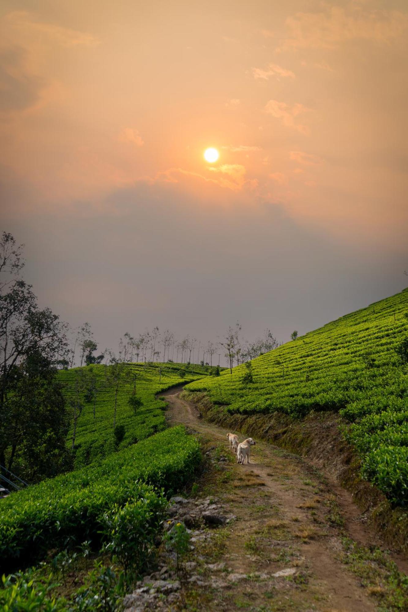 Camelot Resort Munnar Esterno foto